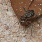 Spotted Tiger Beetle