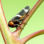 Two-lined Gum Leafhopper