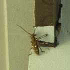 Mango Longhorn beetle
