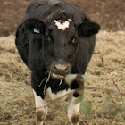 Dairy Cow