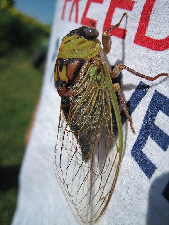 Walker's Cicada