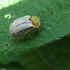 Tortoise Beetle