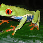 Red-eyed Leaf Frog