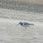 American Oystercatcher