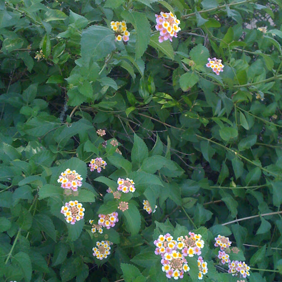 "Ham & Eggs" Lantana Project Noah