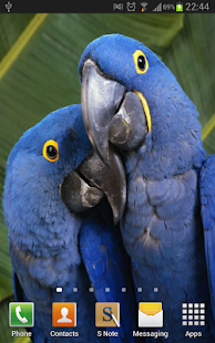 Amazing Parrots Wallpapers Screenshots 5