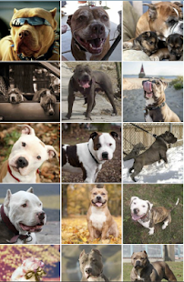 Pitbull Wallpapers Screenshots 11