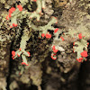 Beaumont's cup lichen