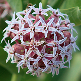 Don't Know What It Is but... I LOVE It! by Sherri Woodbridge - Flowers Single Flower