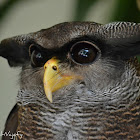 Barred Eagle Owl (Malay Eagle Owl)