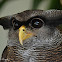 Barred Eagle Owl (Malay Eagle Owl)