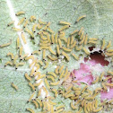 Milkweed  tussock moth  caterpillers