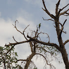 Rose-ringed Parakeet