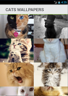 Download Cats Wallpapers Backgrounds APK for Android
