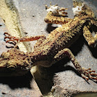 Border Ranges Leaf-tailed Gecko