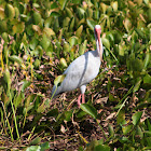 White Ibis