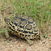 Leopard Tortoise