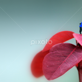 First Kiss by Arjun Madhav - Digital Art Things