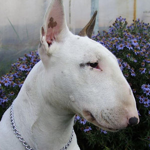 Bull Terriers Wallpapers 1.0