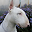 Bull Terriers Wallpapers Download on Windows