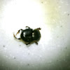 Little Dung Beetle