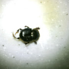 Little Dung Beetle