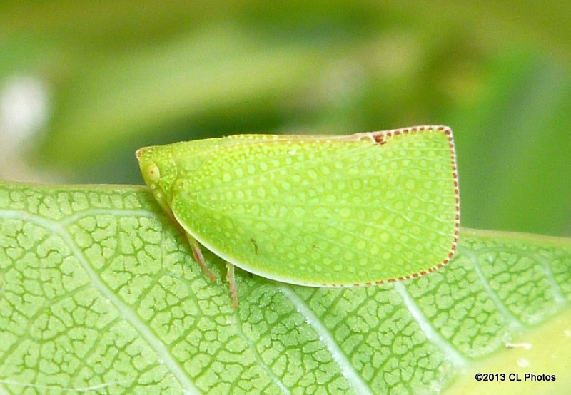 Green Mottled Planthopper