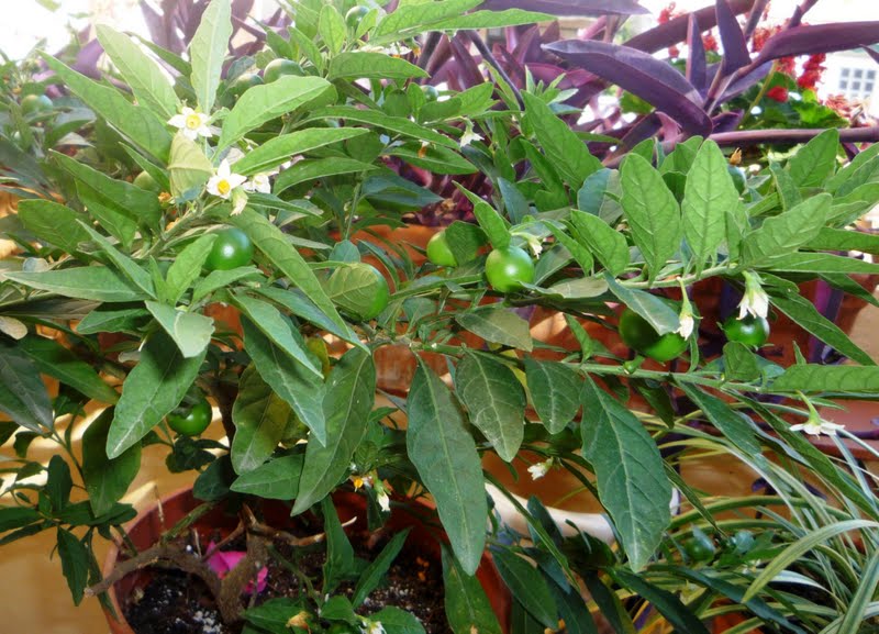Tomate enano, Tomatillo de Jerusalén, Capsicastro (solanum pseudocapsicum)