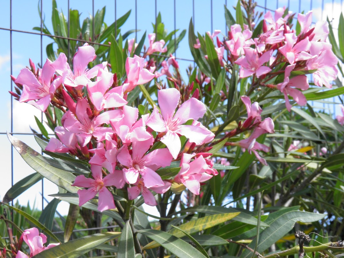 Nerium Oleander (laurel de jardín)