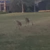 Sandhill crane