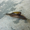 Dromedary Jumping-slug