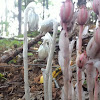 Ghost Plant, Indian Pipe, or Corpse Plant.