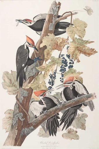 Pileated Woodpecker, Picus pileatus. Linn, Adult Male, 1 Adult Female, 2. Young Males, 3,4. Racoon [sic] Grape, Vitus astivalis