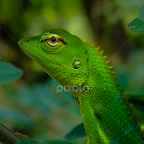 The Green Lizard by MaSs Balasooriya - Animals Reptiles