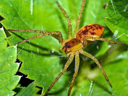 Spider Wallpaper Screenshots 1