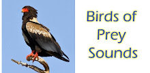 Birds of Prey Sounds Free APK