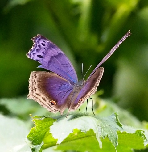 Eastern Blue Beauty