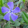 Periwinkle