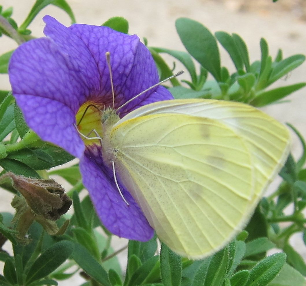 Small White