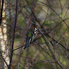 Common Chaffinch