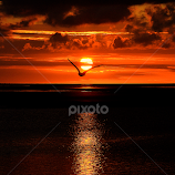 V by Szalai Katalin -  