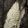 Wood decay fungus