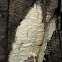 Wood decay fungus