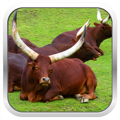 Cattle Breeds: Types of Cattle LOGO-APP點子