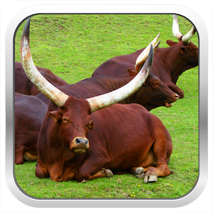 Cattle Breeds: Types of Cattle logo