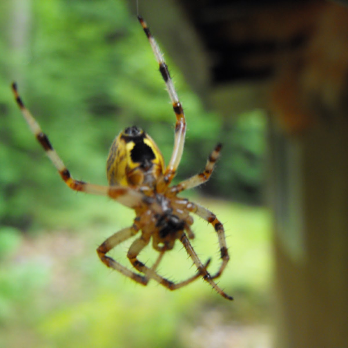 Furrow Spider