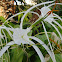 Woodland Spider-Lily