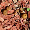 Hydnum umbilicatum mushroom