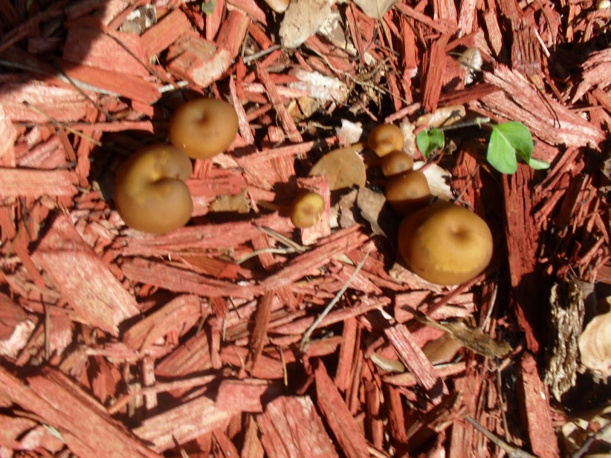 Hydnum umbilicatum mushroom