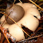 Rounded Earthstar